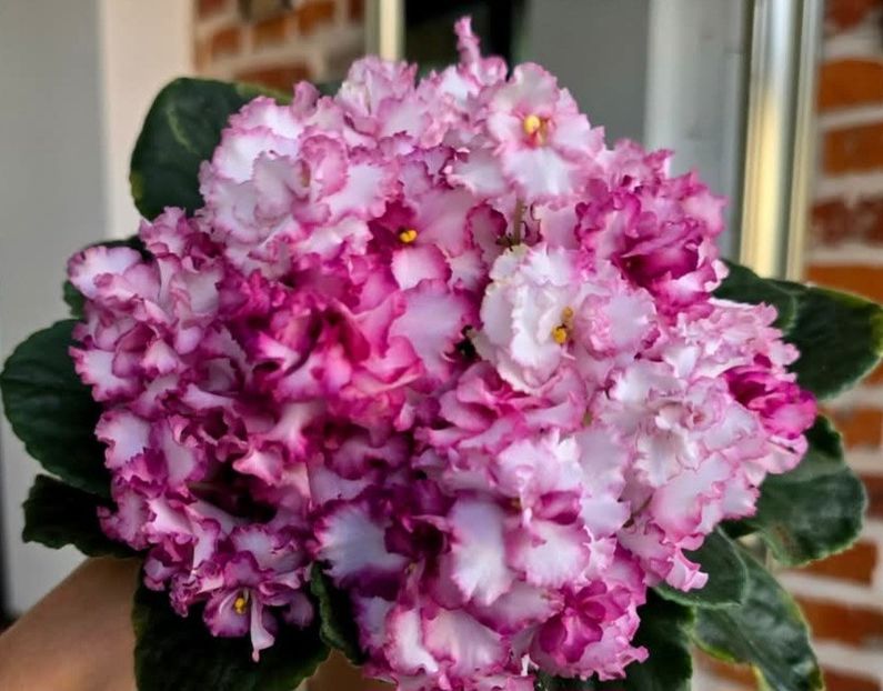 Poza net - sport - AV-Bogema