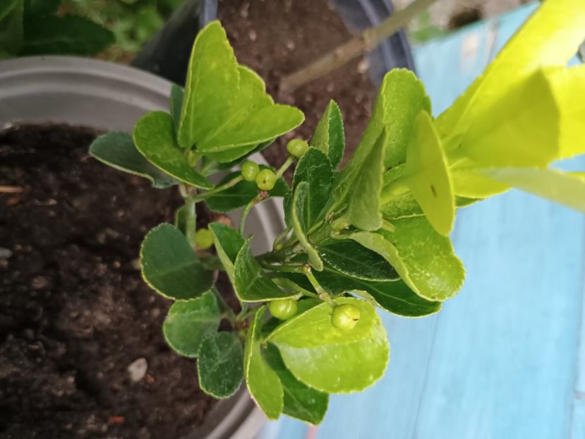  - Plante ornamentale
