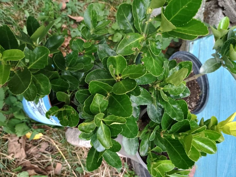 Euonymus - Plante ornamentale