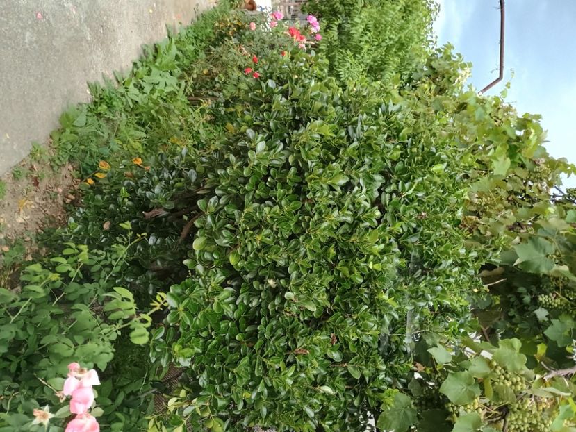  - Plante ornamentale