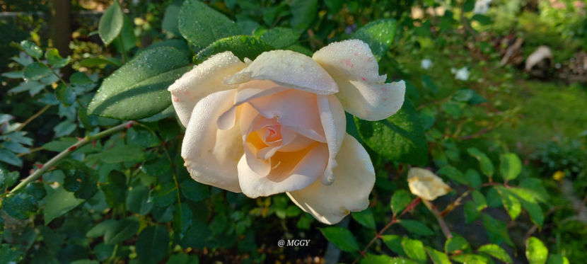  - 2025 - 03 - Toamna