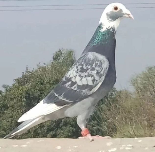  - Nu îmi aparțin 10