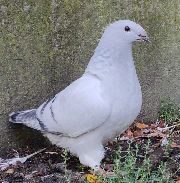 42(F) - c- MLODE 2025 YOUTH