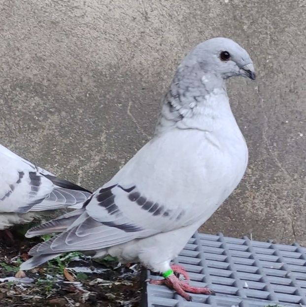  - 2- AKTUALNE -of the moment