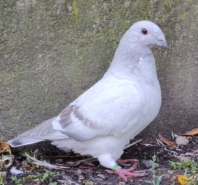 26(M) - c- MLODE 2025 YOUTH