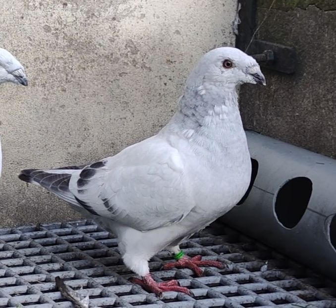  - 2- AKTUALNE -of the moment