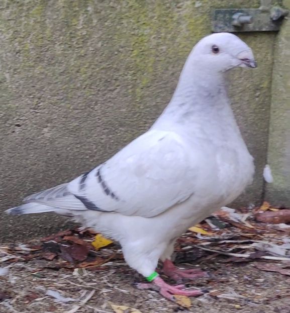  - 2- AKTUALNE -of the moment