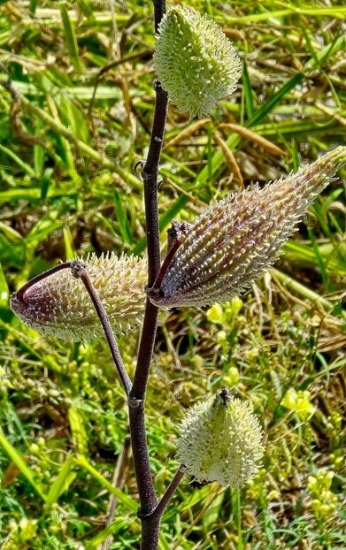 Milkweed - Asclepias Syriaca 2 - A - DECO ART - CANADA