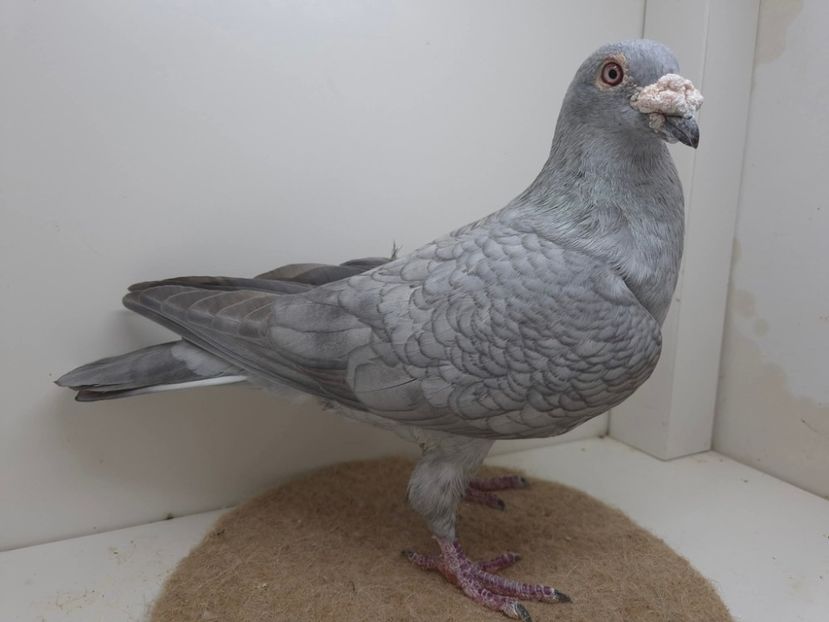  - Nu îmi aparțin 10