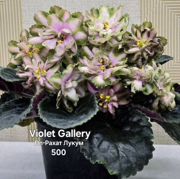 Poza net - DN-Rahat Lucum