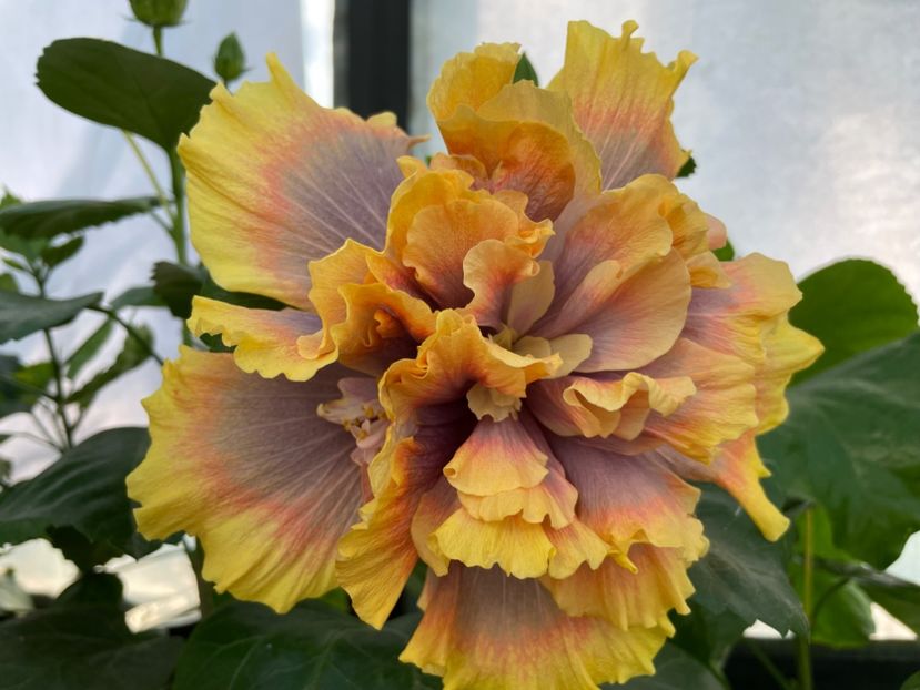  - Wind Rosa Feng Xiajunr