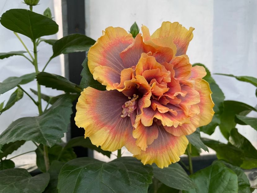  - Wind Rosa Feng Xiajunr