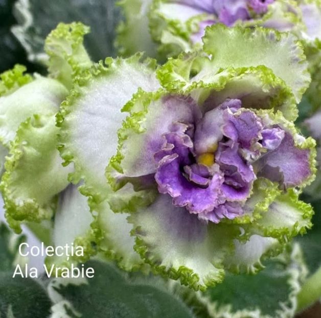 Poza net - LF-Marmelad