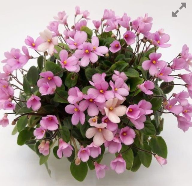 Poza net - Brazos Belle