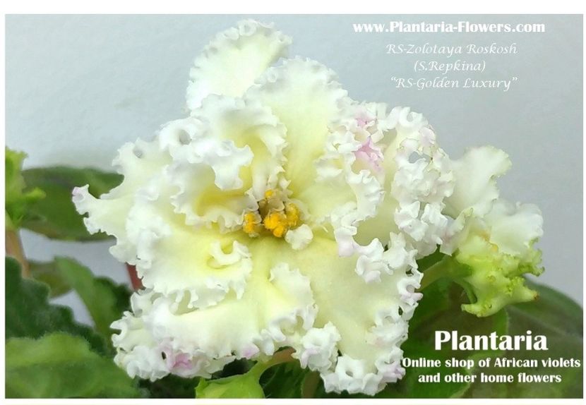 Poza net - RS-Zolotaya Roskosh