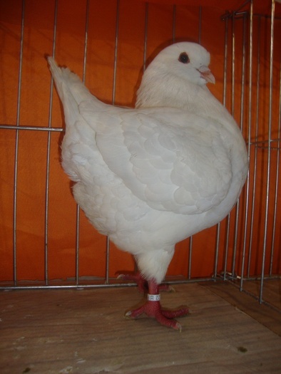 CAMPION,2010,KING CLUB; CAMPION,2010,KINC CLUB-LIPOVA
