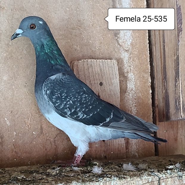 Femela 25-535 - Porumbei vanduti