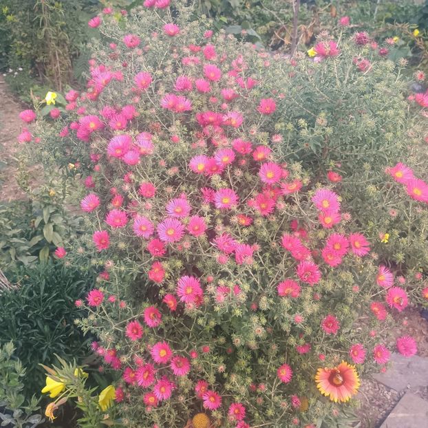  - Gradina flori 2025