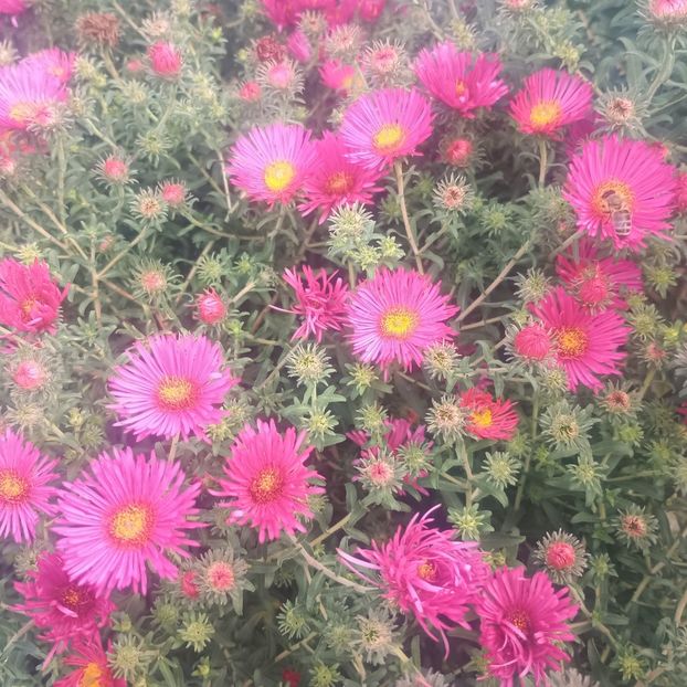  - Gradina flori 2025