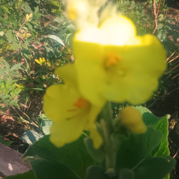 lumanarica - Gradina flori 2025