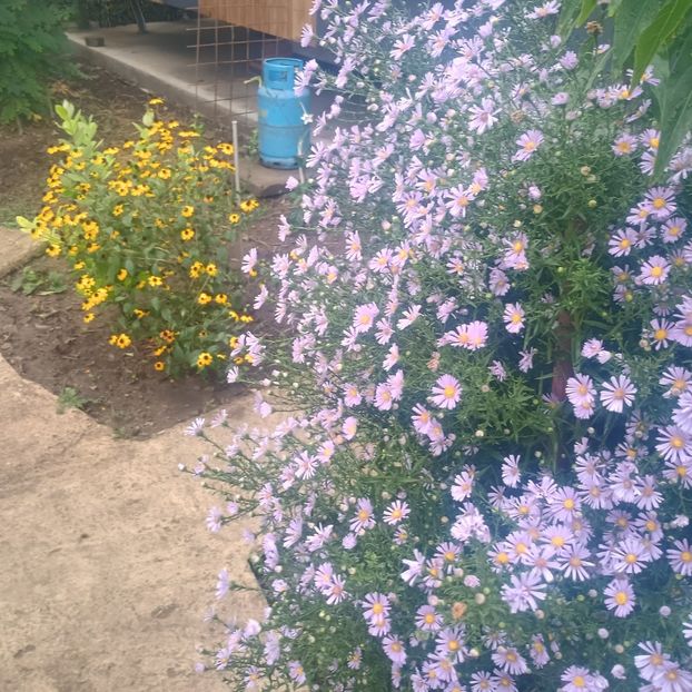  - Gradina flori 2025