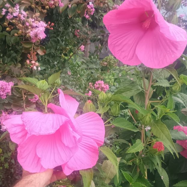  - Gradina flori 2025