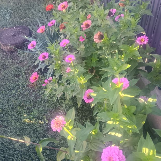 carciumarese - Gradina flori 2025