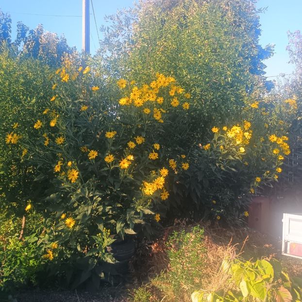  - Gradina flori 2025