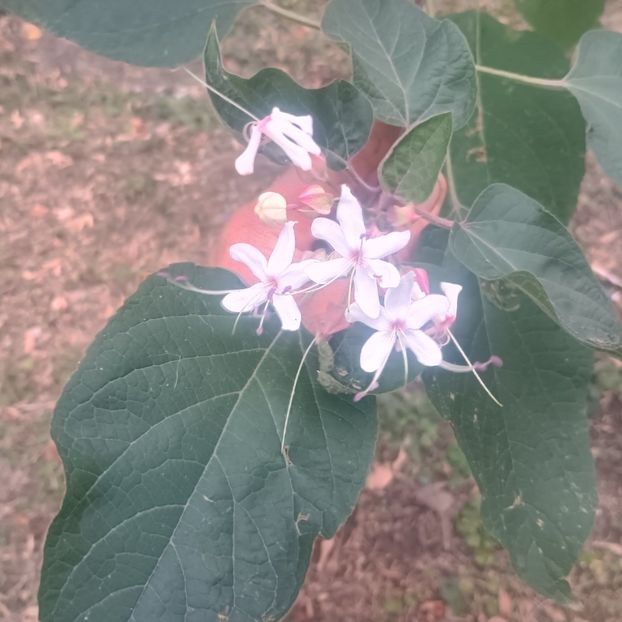 clerod tricothomum - arbori ornamentali 2025