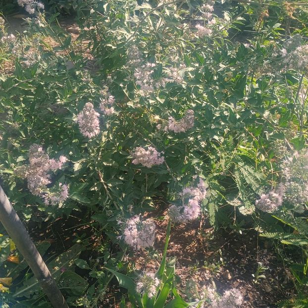  - arbori ornamentali 2025