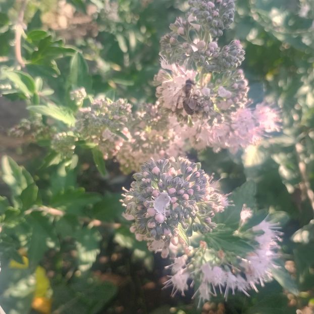 caryopteris roz - arbori ornamentali 2025