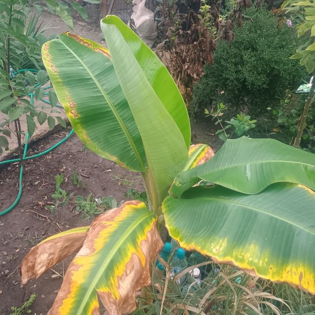  - arbori ornamentali 2025