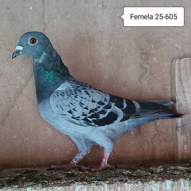 Femela 25-605 - Stropit