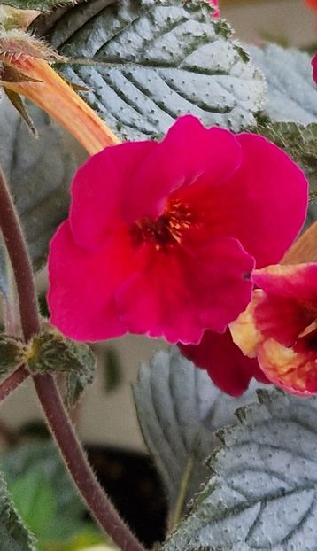 Lady in black - Achimenes 2025