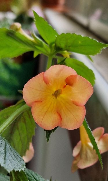 xA Sorrento - Achimenes 2025