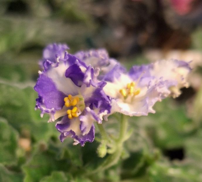  - MV-Zvezdnaia Dinastia - chimera