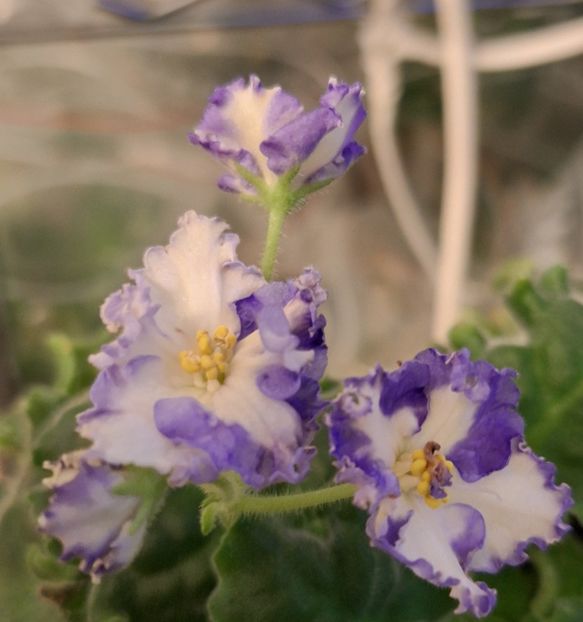  - MV-Zvezdnaia Dinastia - chimera