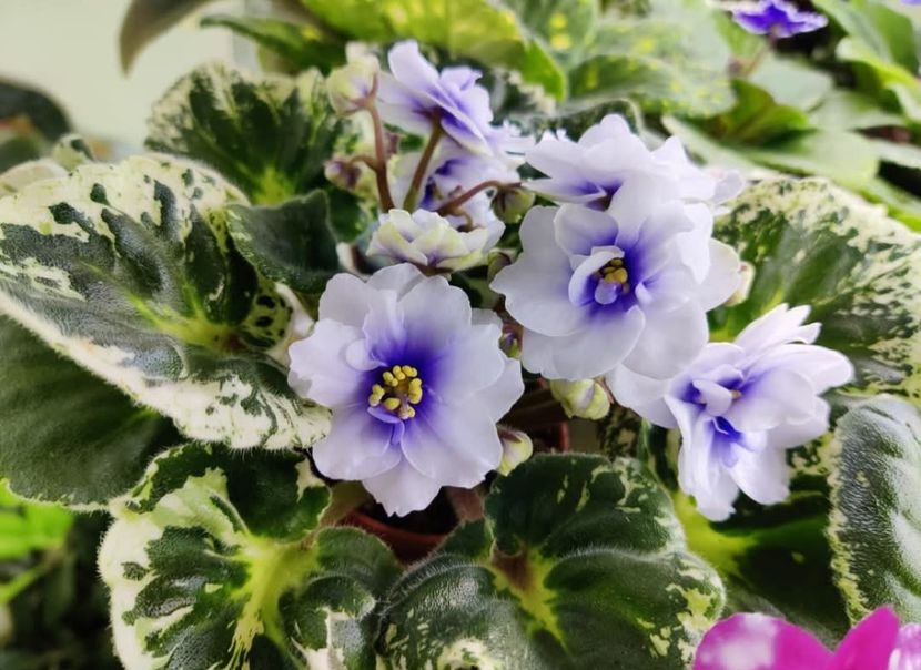 Poza net - R-Devochka Moya Sineglazaya