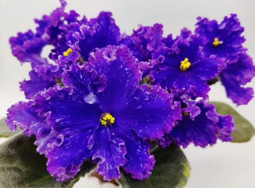 Poza net - ND-Matritsa