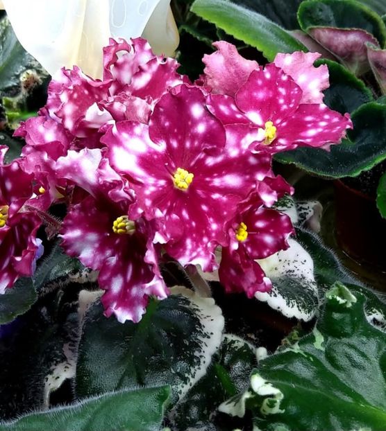 Poza net - Rivermist Zeeva