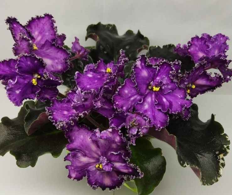 Poza net - EL-Beauty Bomb