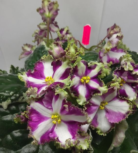 Poza net - Lesnoy Zarj chimera