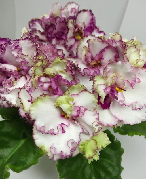 Poza net - AV-Mimimi