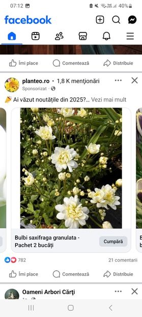 Screenshot_20250920_071222_Facebook - Saxifraga granulata