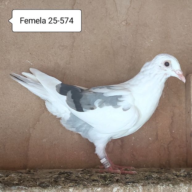 Femela 25-574 - Bălțat vanat