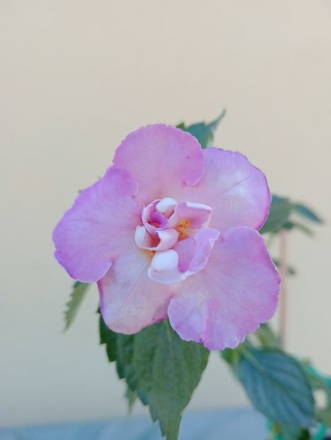  - BriDs Monica Nicoleta