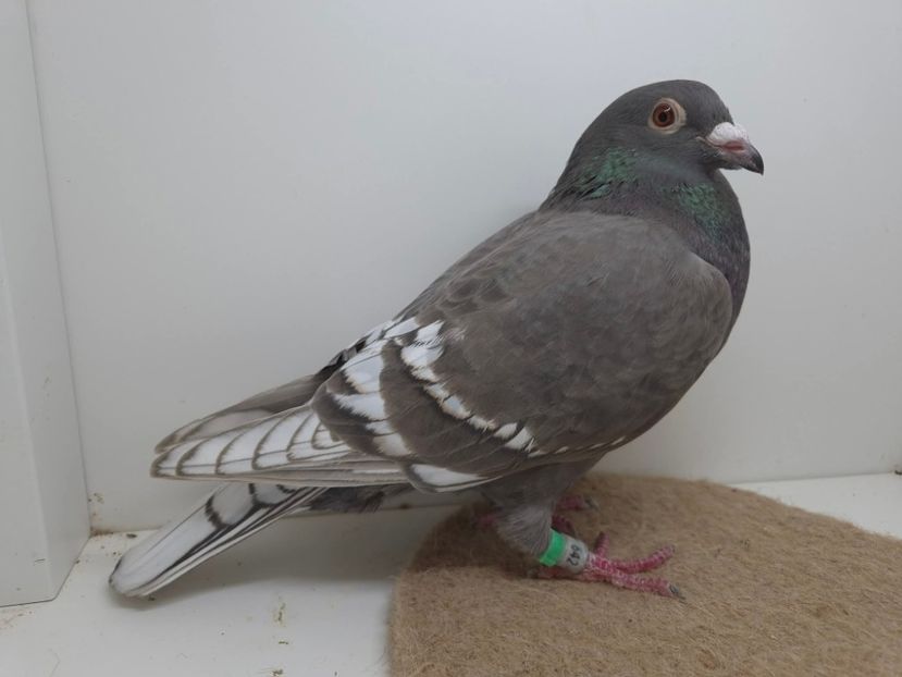  - Nu îmi aparțin 10