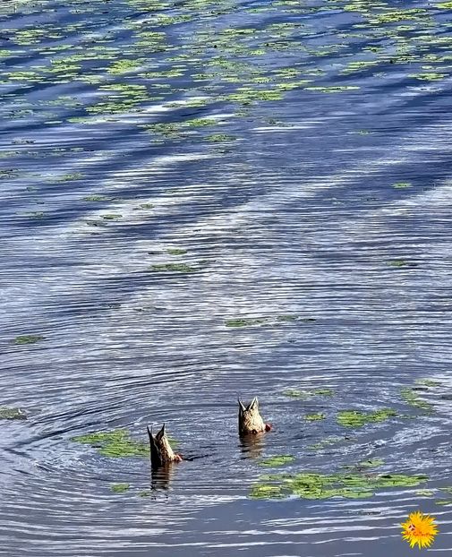 Funny Ducks - C - BIRDS - Pasari