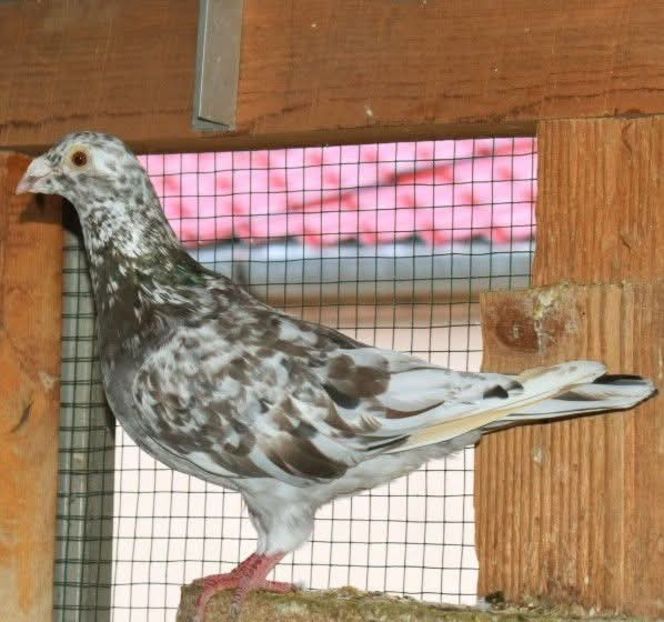  - Nu îmi aparțin 10