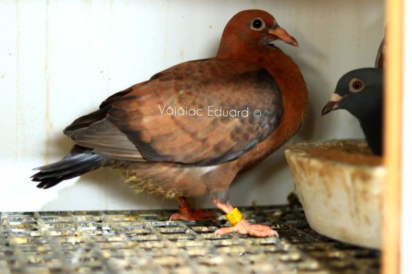  - Nu îmi aparțin 10